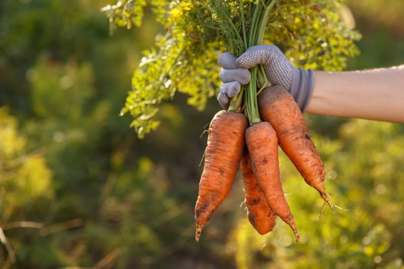 Carrots are easy to grow