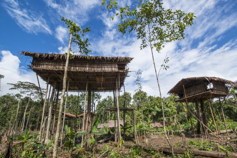 Tree houses in a small village of the Korowai people