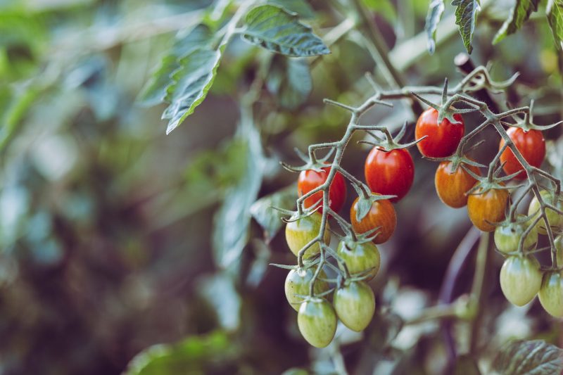 Tomatoes are good to grow mostly in summer