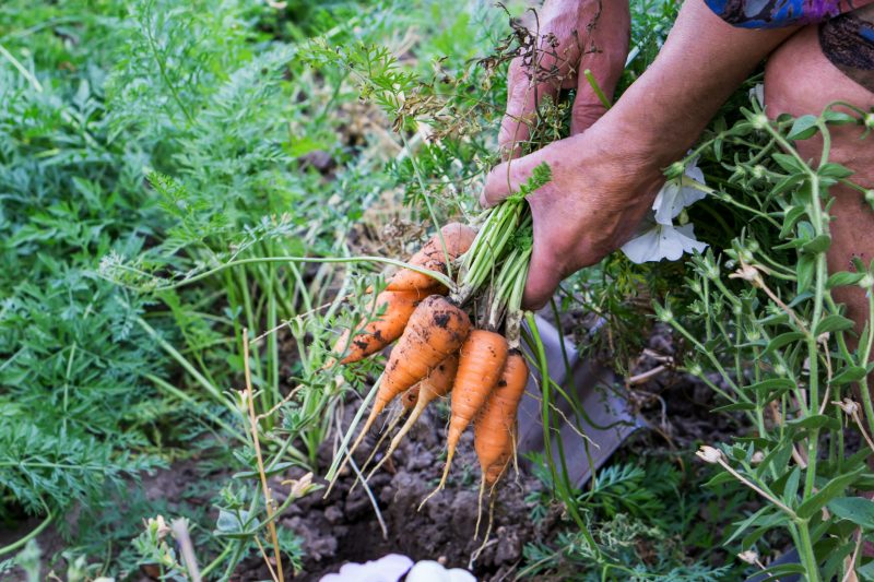 Carrots are one of the best crops to store over the winter months.