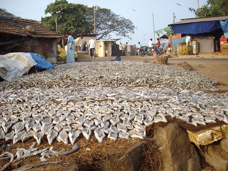 Drying the salted fish properly is essential to preservation.