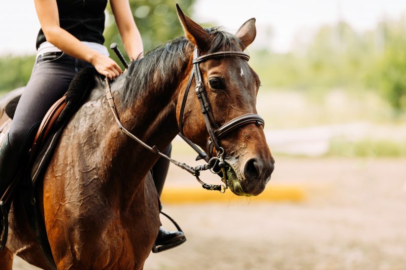Horseback riding could be essential to survival in the wild.