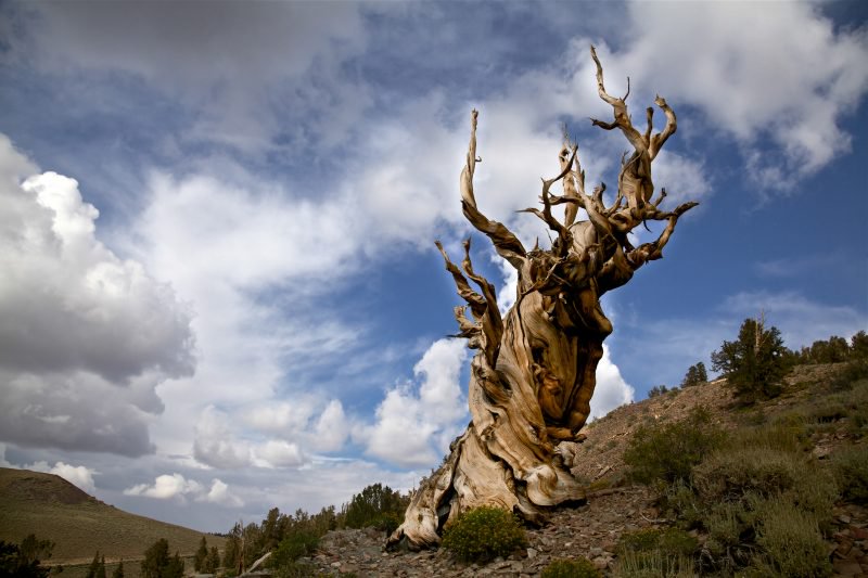 Some of the Oldest Trees on Earth Outdoor Revival