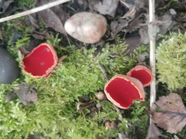 Scarlet elf cups have a beautiful color.