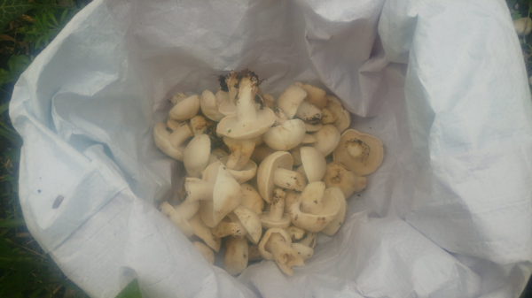 The St. Georges Mushroom can be gathered in abundance