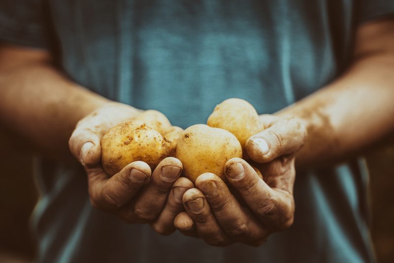 Potatoes produce more carbs than any other vegetable.