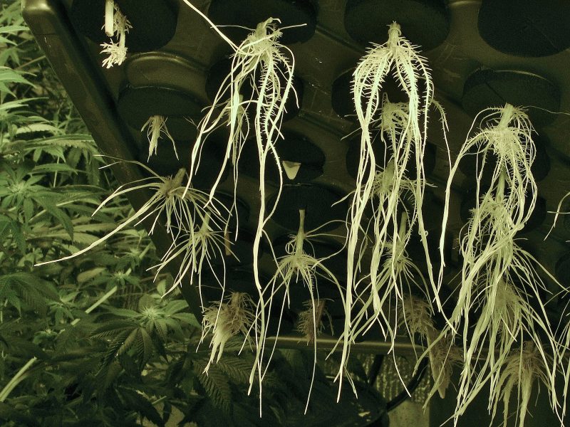 The plant roots in a hydroponic system hang below the table