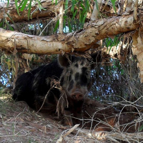 “Swino” Following his rampage he decided to swim out into the middle of a river before collapsing drunk under a tree and falling asleep. Credit Merida