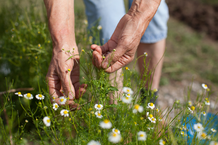 Nature provides a plethora of herbs and vegetables that can be great for sustenance