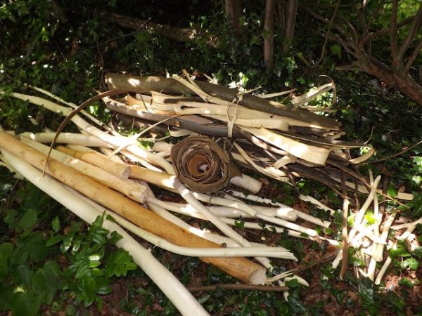 Bark can be stripped from trees and used for making cord.