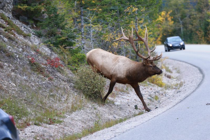 Auto accidents caused by deer in the road are responsible for over 200 human fatalities a year.