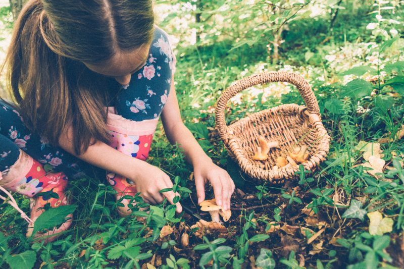 There is no excuse for this as there is a great variety of delicious wild food out there, and at a time when the cost of living is increasing dramatically, why not save a bit of cash and try some wild food instead?