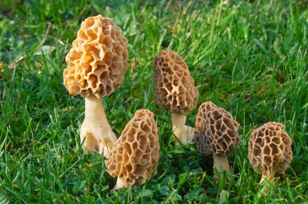 When sautéed, buttered, and added to other meals, morels are one of the most delicious mushrooms you can find