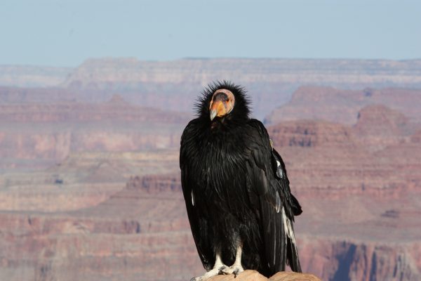 Thanks to a successful breeding program, the population of California Condors has risen, but the species is still critically endangered.