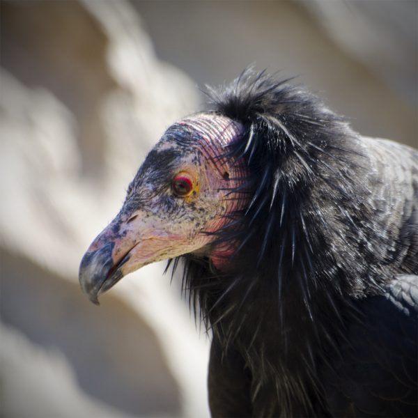 The largest North American landbird, the California Condor was once very widespread across the continent, but is now one of the world’s rarest bird species.