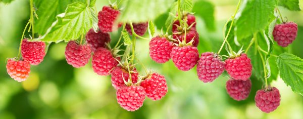 Raspberries and blackberries are both commonly referred to as “brambles”