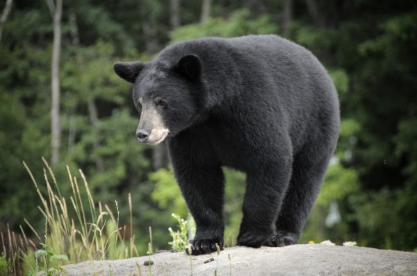 While black bears are smaller and less aggressive than their brown bear counterparts, you should still not underestimate them.