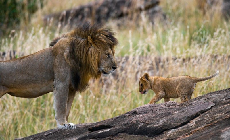 The lions now live freely in South Africa’s Kragga Kamma Game Park