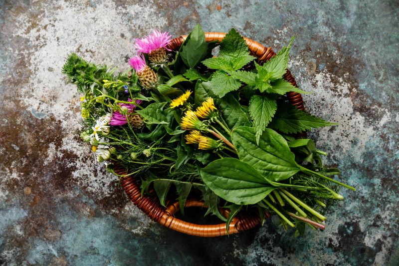 This is useful particularly if you have an interest in edible plants and want to live off the land or simply supplement your boring boil-in-the-bag meals with a wild salad while you are out on your adventures.