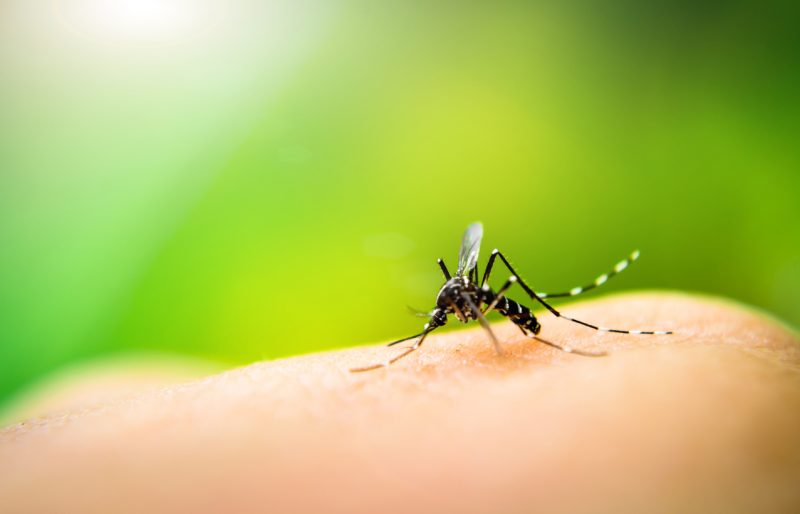 Mosquitoes prefer human blood to animal blood because they have become so accustomed to it.