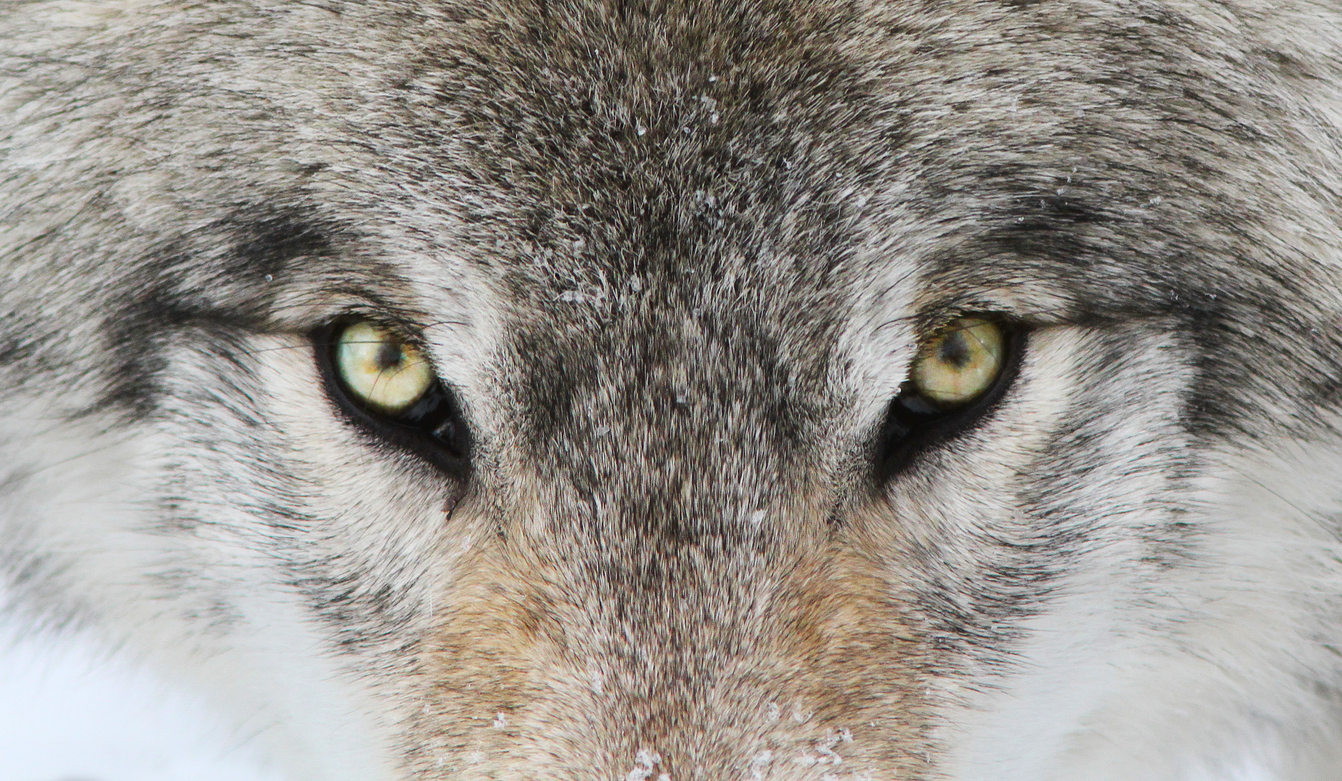 Wolf Sanctuaries – The Leaders of the Pack
