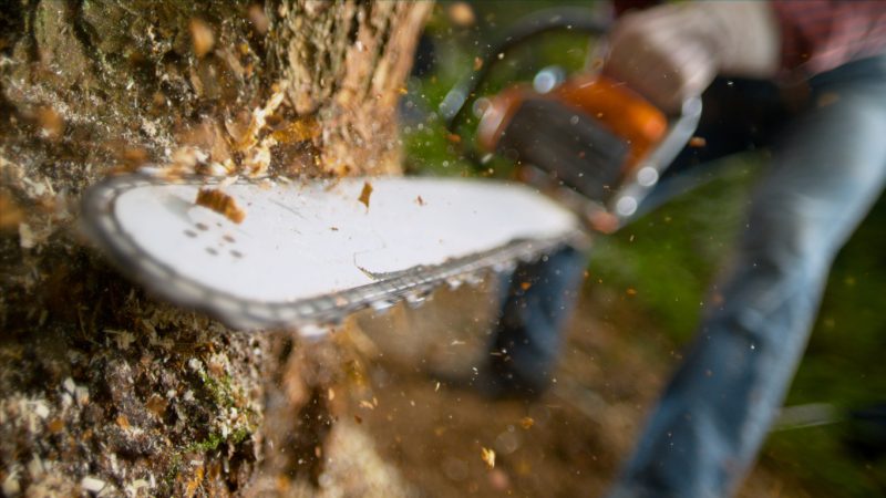 It is only logical to get the best equipment for felling a tree this big