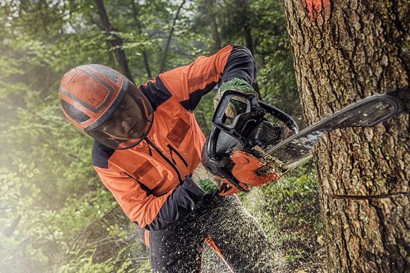 If you are cutting a tree this big, of course, you will have to cut it in large chunks