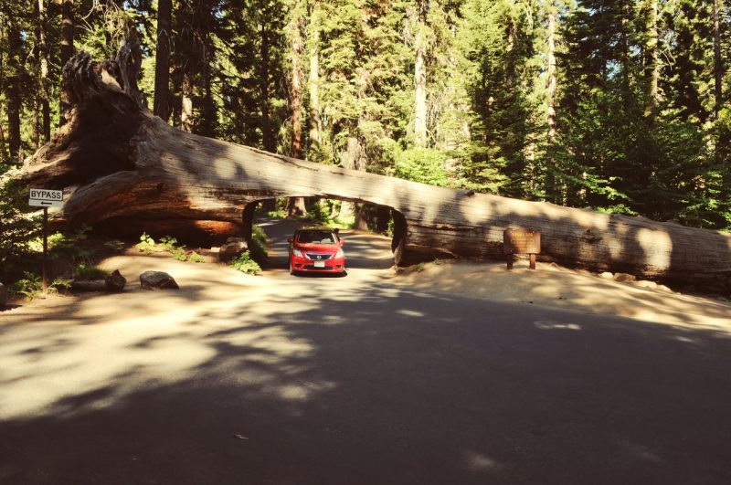 Even a growing redwood is relatively taller and bigger than some big trees at the end of their lifecycle