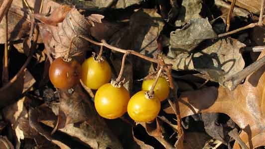 Horse Nettle. They are dry during the winter, while their fruits remain juicy and plump – Author: Quadell – CC BY-SA 3.0