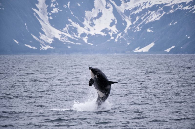 Channel Islands State Marine Park is located 12 to 30 miles northwest of Juneau and is an ideal place to see whales