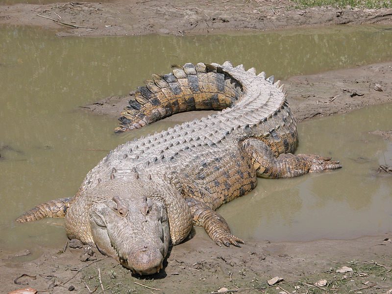 The biggest animal threat of all was neither the mosquitoes nor the snakes, but rather the massive saltwater crocodiles, which each can weigh more than a ton and reach more than twenty feet in overall length.