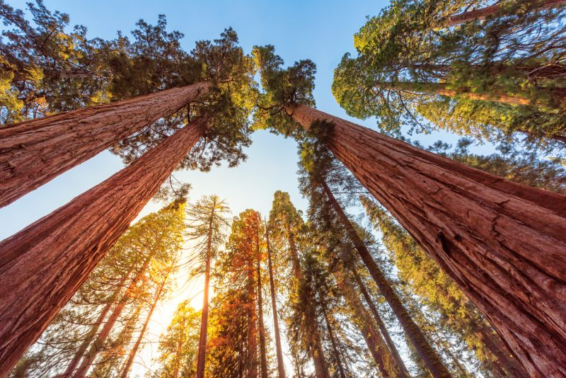 Redwoods have been referred to as nature’s skyscrapers