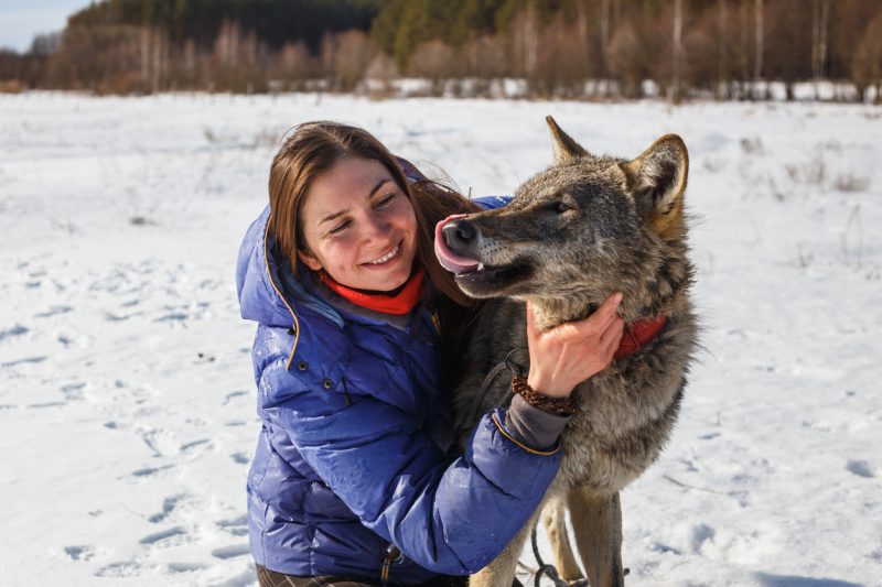 Another special thing about this sanctuary is that it offers an interactive “Wolf Encounter”