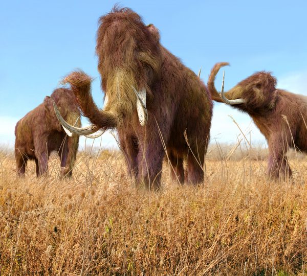 Woolly mammoth rebirth could become a reality in the near future