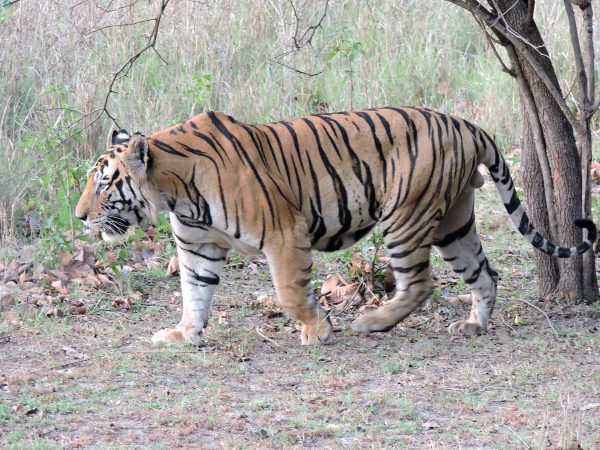 An adult male Royal Bengal tiger in Kanha National Park, Madhya Pradesh, India. Seemaleena CC BY-SA 4.0