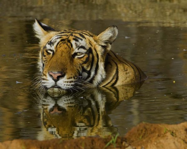 A tigress having a bath in the Ranthambhore Tiger Reserve, Rajasthan, India. Koshy Koshy CC BY 2.0