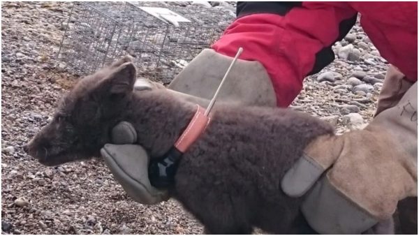 arctic fox 