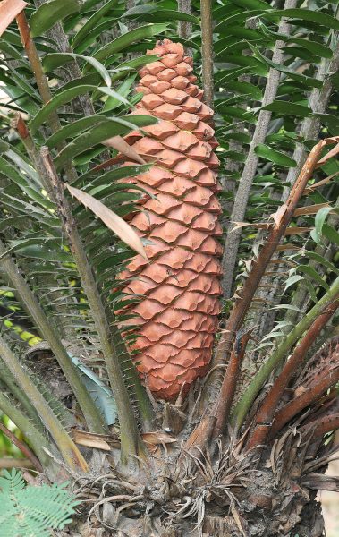 “Interestingly, back in time Cycads lived in the area that was to become the Isle of Wight, fossil Cycads have been found in the cliffs along the West Wight coast,”
