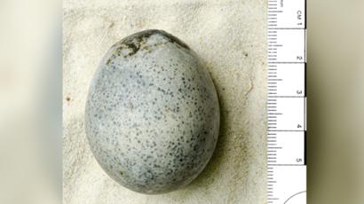 The 2 eggs that cracked open emitted a “sulfurous aroma” during excavation. Here is the one remaining intact egg. (Oxford Archaeology)