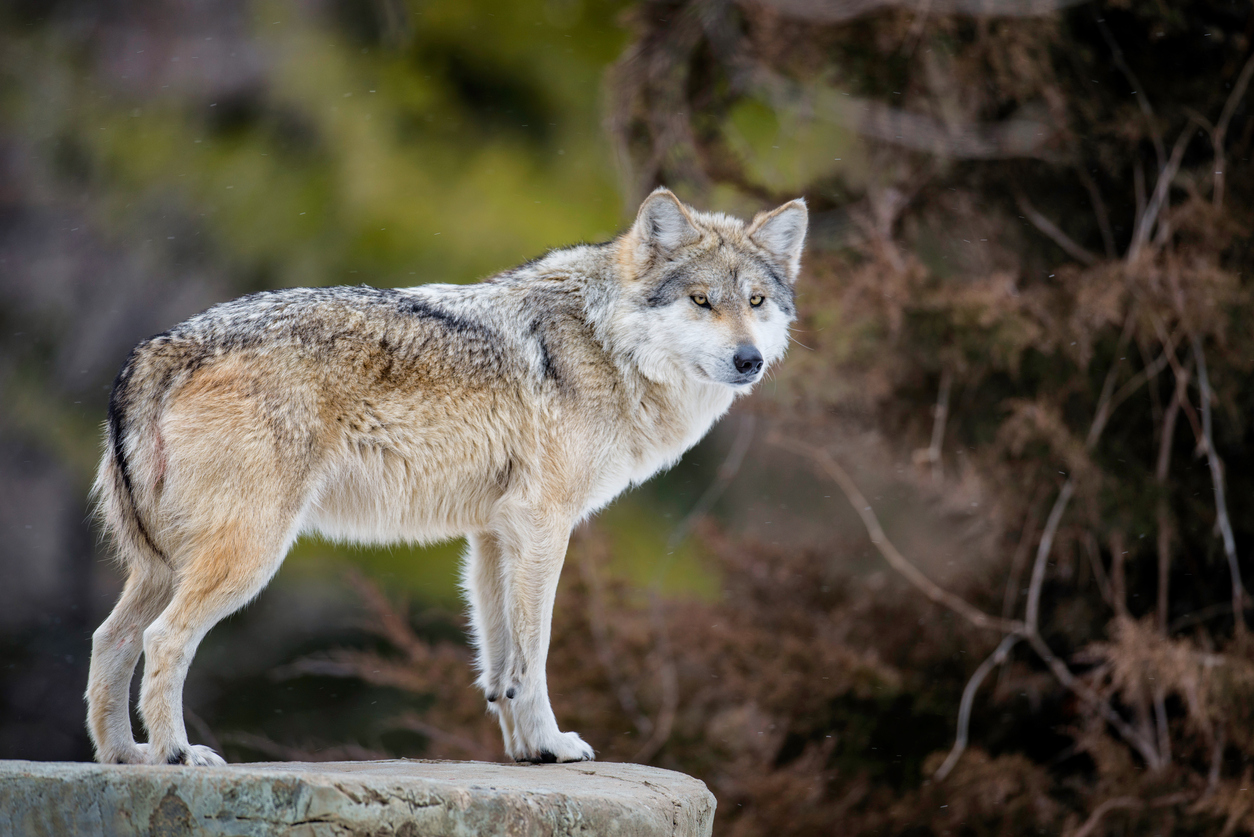 A grey wolf has been sighted near the border between Charente and Dordogne 