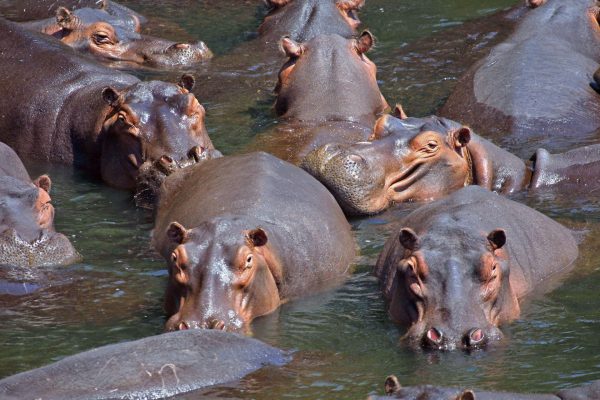But then those hippos had a lot of sex, and now there are more than 80 of them roaming around Colombia thanks to Pablo Escobar. Paul Maritz CC BY-SA 3.0