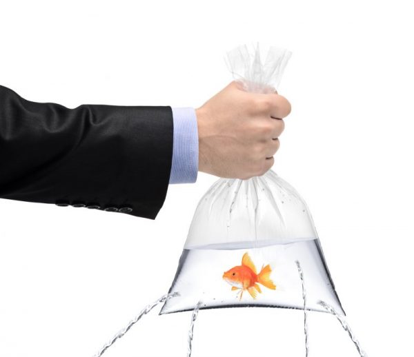 Don’t dump your goldfish!