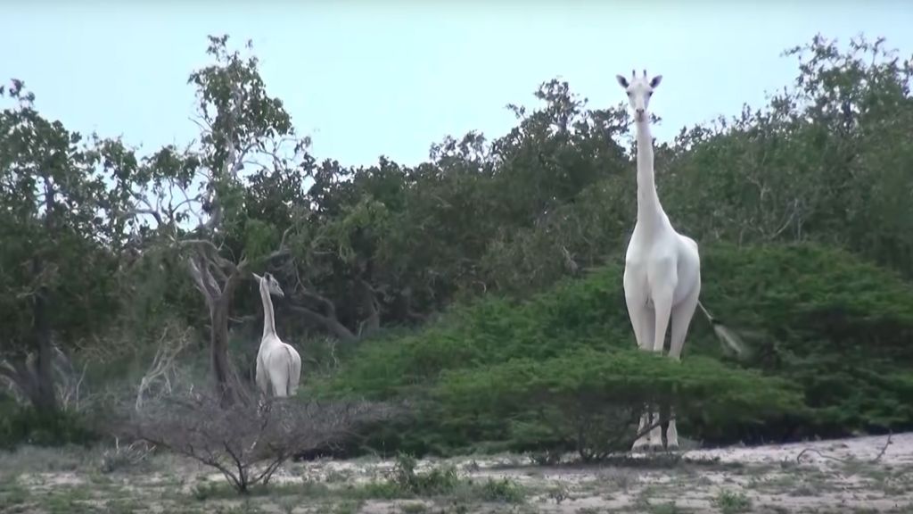 Two rare white giraffes spotted in Kenya's Ishaqbini Hirola Community Conservancy in 2017.
(Image: © Hirola Conservation Program)
