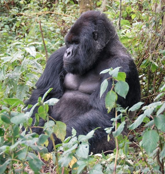 Adult male Mountain gorilla. d_proffer CC BY 2.0