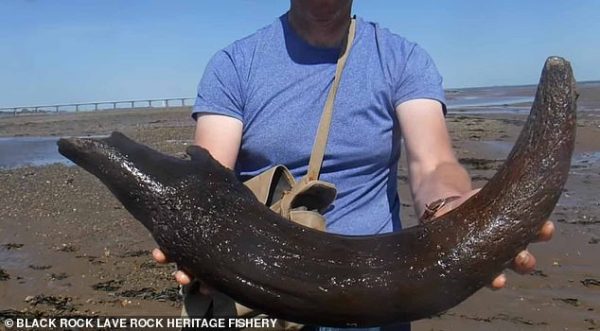 The 27-inch relic was discovered by two brothers off the coast of Sudbrook, Monmouthshire