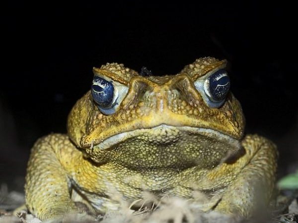 The Cane toad is a huge, highly poisonous, amphibian that is native to Central and South America