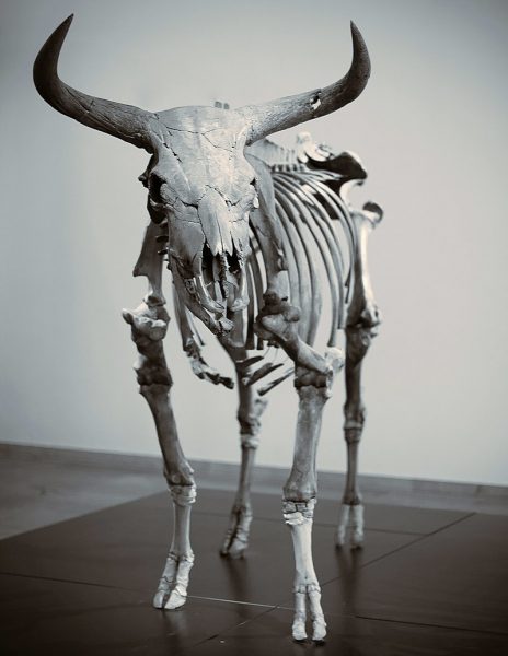 Auerochs bull in Copenhagen, from Vig. Marcus Sümnick CC BY-SA 2.0