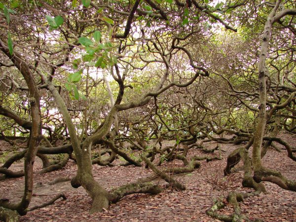 The biggest cashew tree in the world, viewed from “inside”.