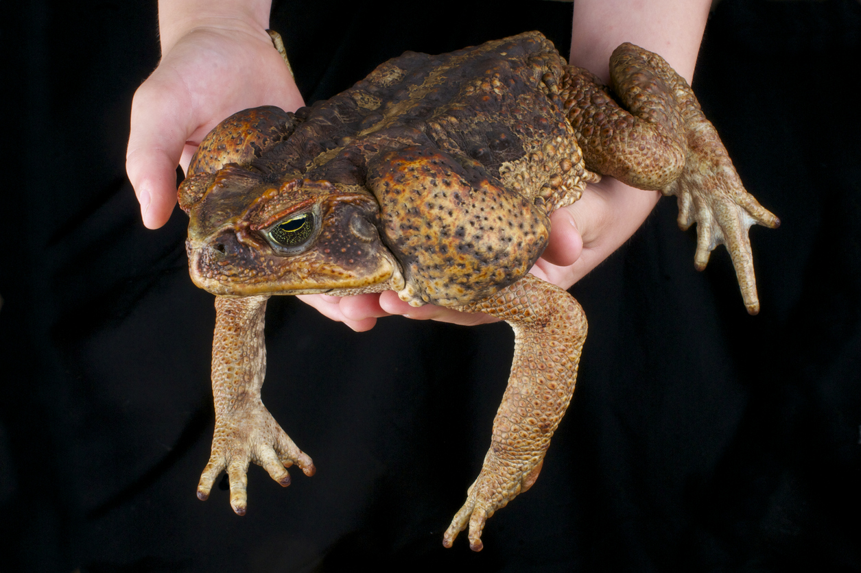 The Cane toad is  huge, and highly poisonous.