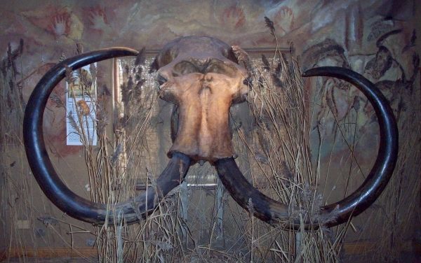 Woolly mammoth skull discovered by fishermen in the North Sea. Ogmios. CC BY-SA 3.0